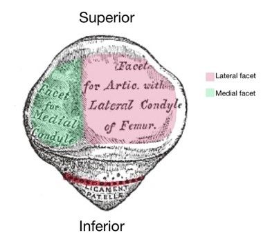 Patella Diagram Labelled SimpleMed Patella Diagram Labelled SimpleMed