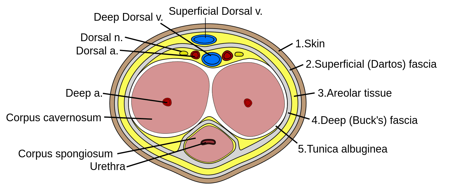 Erectile Tissue and Penis Cross Section SimpleMed Erectile Tissue and Penis Cross Section SimpleMed