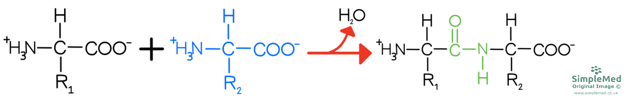 Peptide Bond Formation SimpleMed Peptide Bond Formation SimpleMed