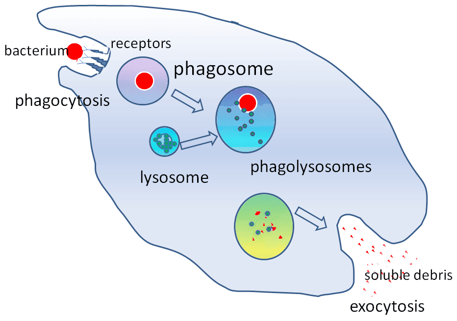 Phagocytosis SimpleMed Phagocytosis SimpleMed