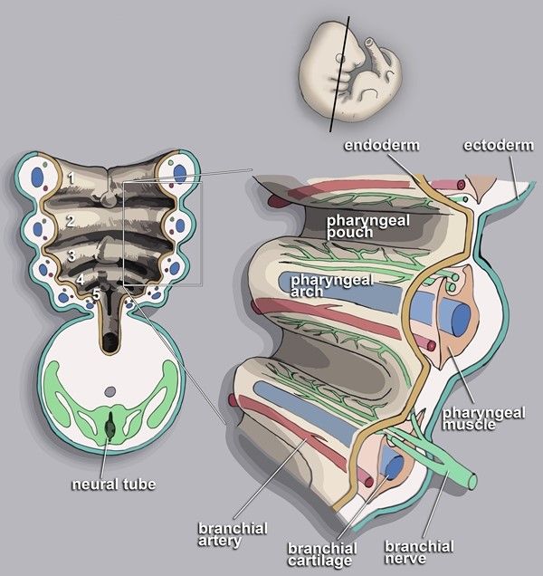Pharyngeal Arches SimpleMed