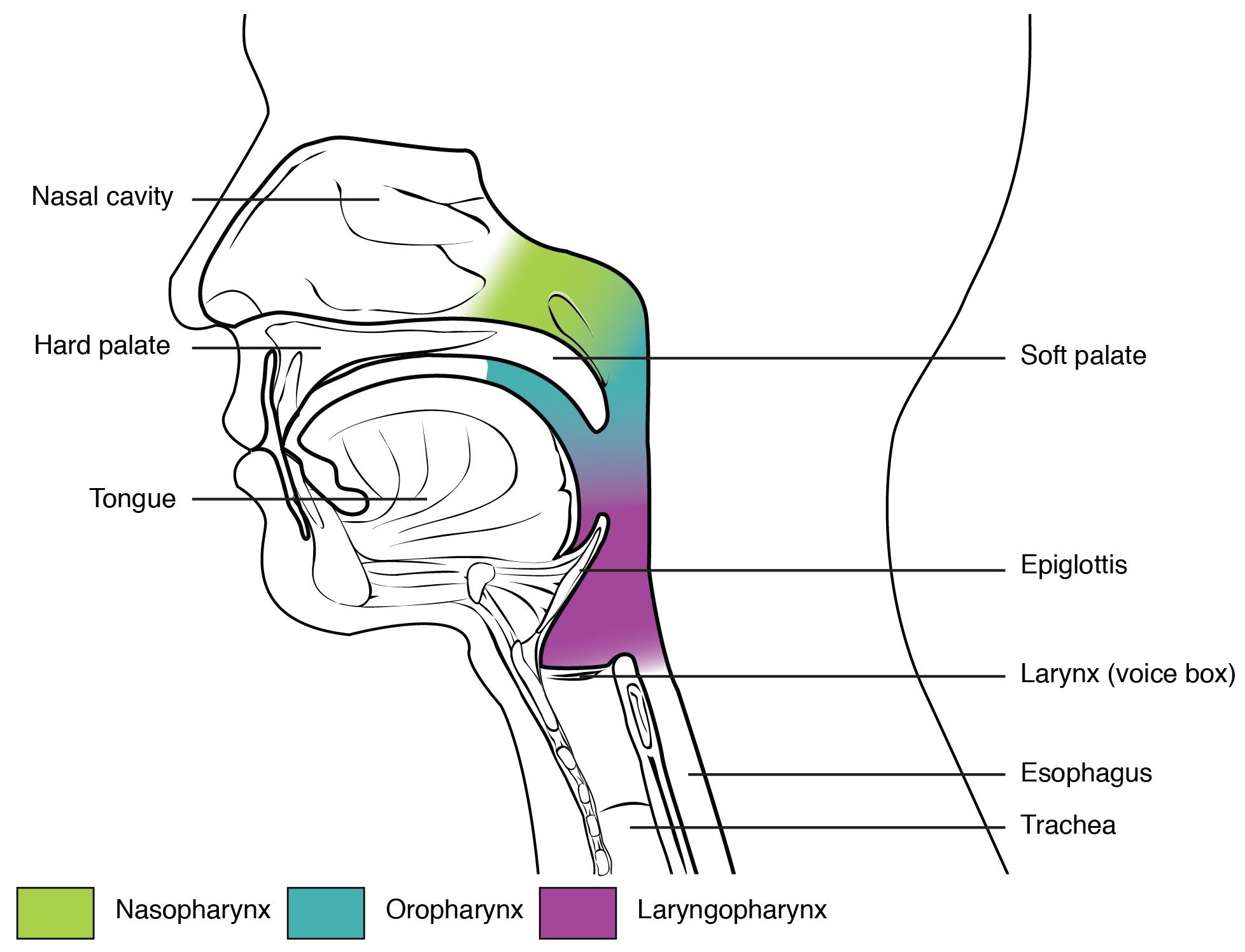 The Sections of the Pharynx SimpleMed The Sections of the Pharynx SimpleMed