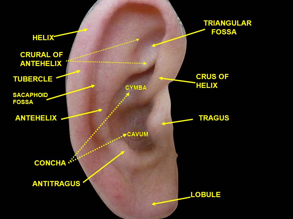 Anatomy of the Pinna SimpleMed Anatomy of the Pinna SimpleMed