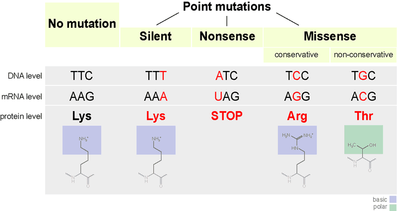 Point mutations DNA RNA protein SimpleMed Point mutations DNA RNA protein SimpleMed