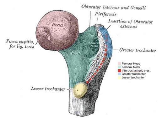 Posterior Femur Labelled Diagram SimpleMed Posterior Femur Labelled Diagram SimpleMed