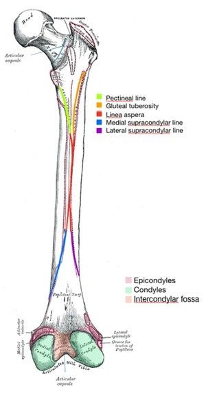 Posterior Femur Labelled Diagram SimpleMed Posterior Femur Labelled Diagram SimpleMed