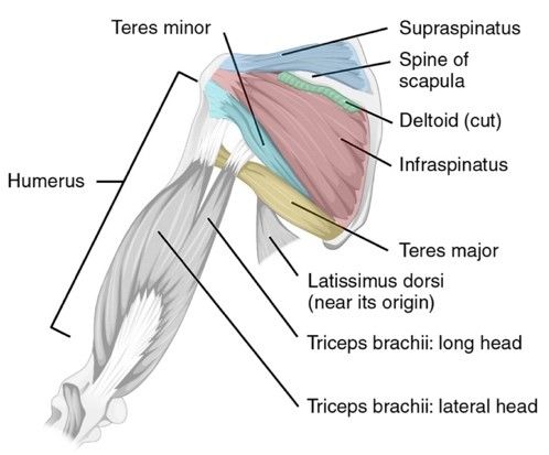 Posterior Intrinsic Shoulder Muscles SimpleMed Posterior Intrinsic Shoulder Muscles SimpleMed
