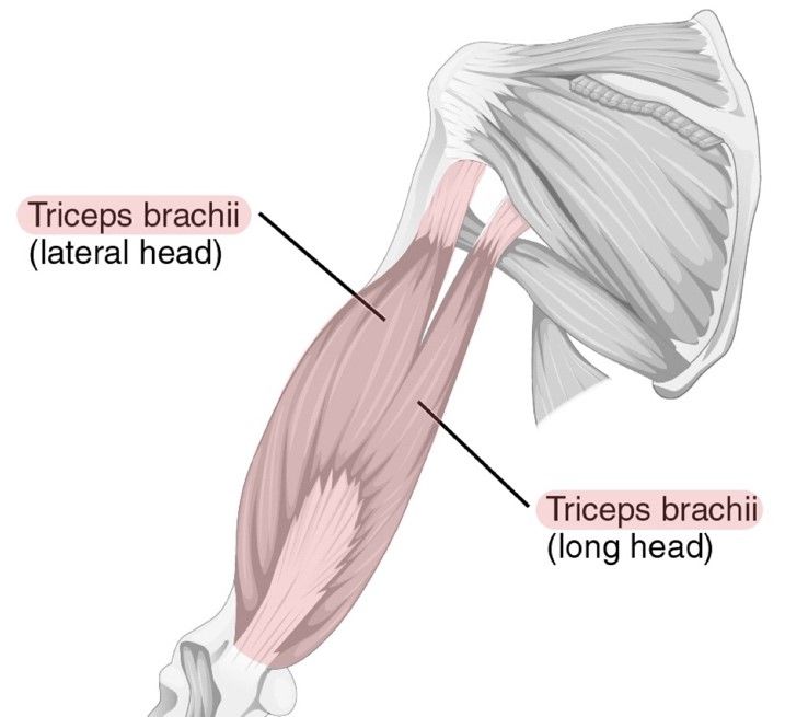 Posterior Muscles of the Upper Arm Labelled Diagram SimpleMed Posterior Muscles of the Upper Arm Labelled Diagram SimpleMed