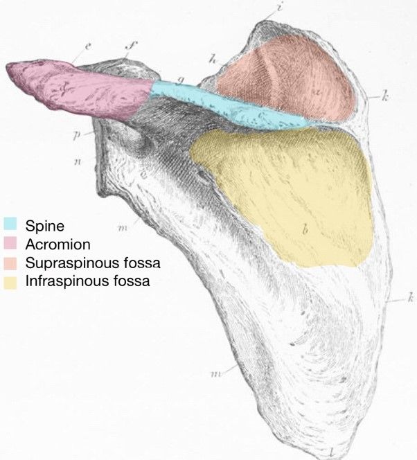 Posterior Scapula Labelled Diagram SimpleMed Posterior Scapula Labelled Diagram SimpleMed