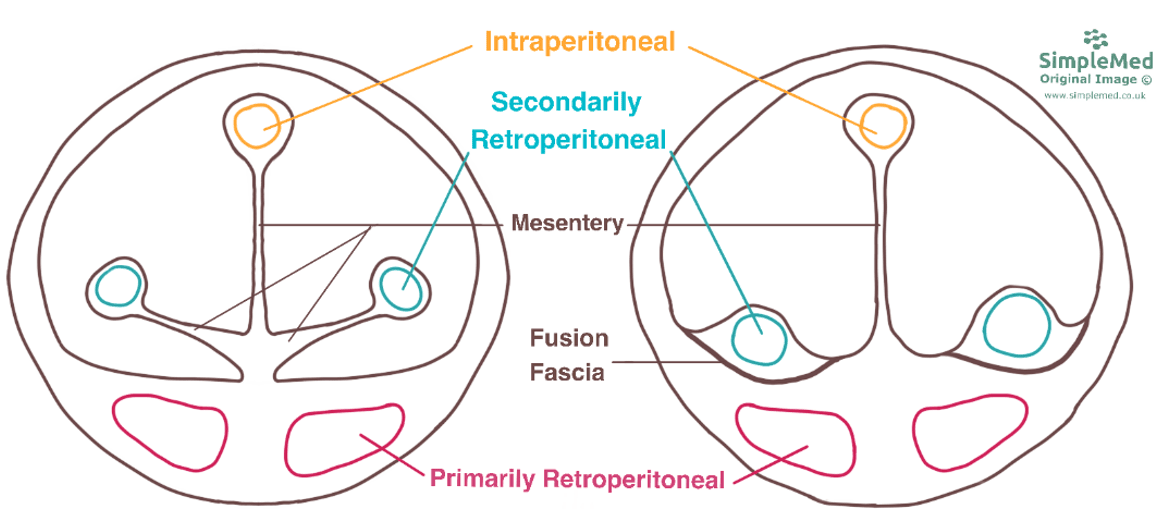Primary and Secondary Retroperitoneal Structures SimpleMed Primary and Secondary Retroperitoneal Structures SimpleMed