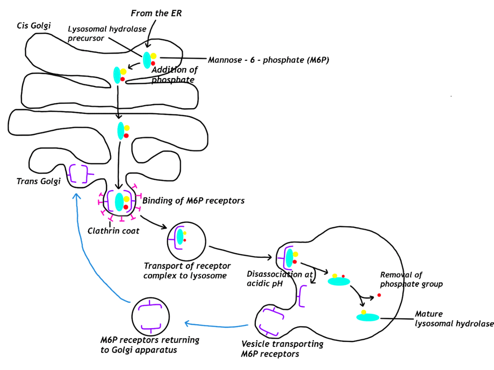 Protein Targeted for Lysosomes Diagram SimpleMed