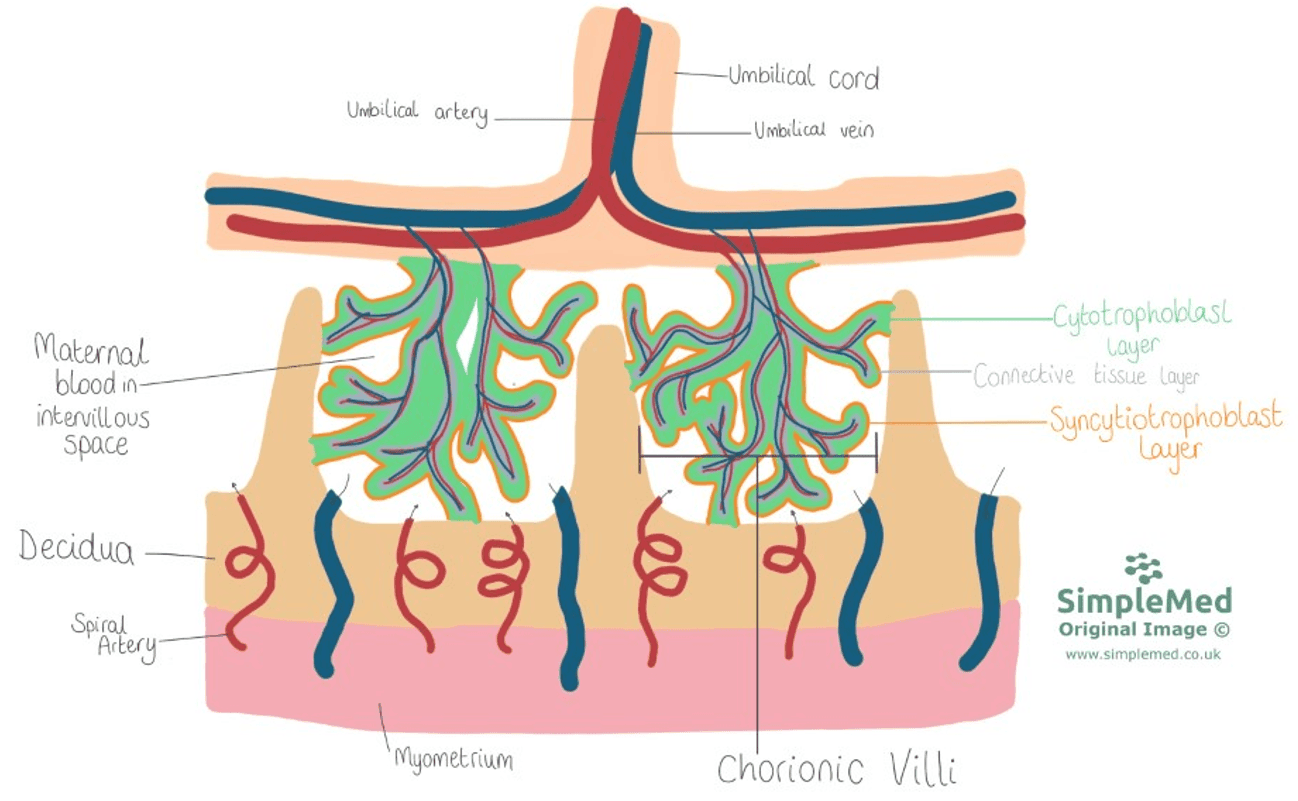 Relationship of Maternal and Fetal Blood SimpleMed Relationship of Maternal and Fetal Blood SimpleMed