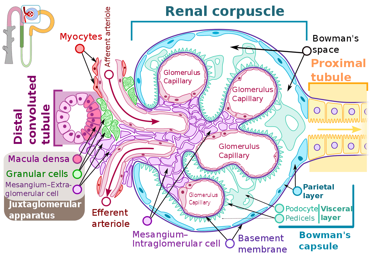 Renal Corpuscle SimpleMed Renal Corpuscle SimpleMed