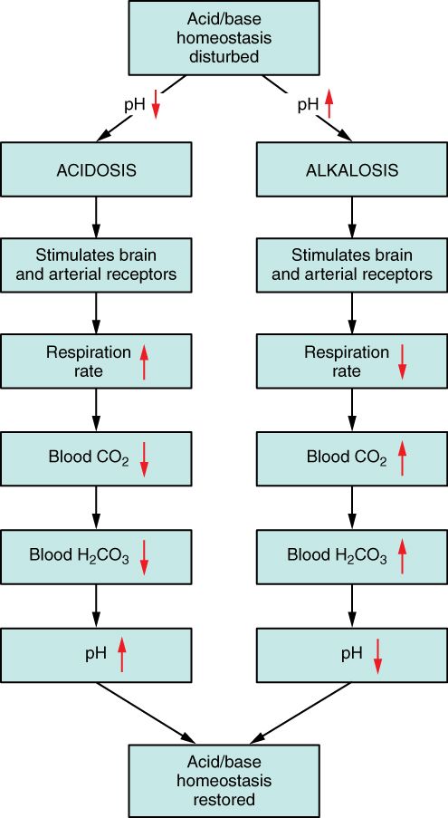 Respiratory Regulation of Blood pH SimpleMed Respiratory Regulation of Blood pH SimpleMed