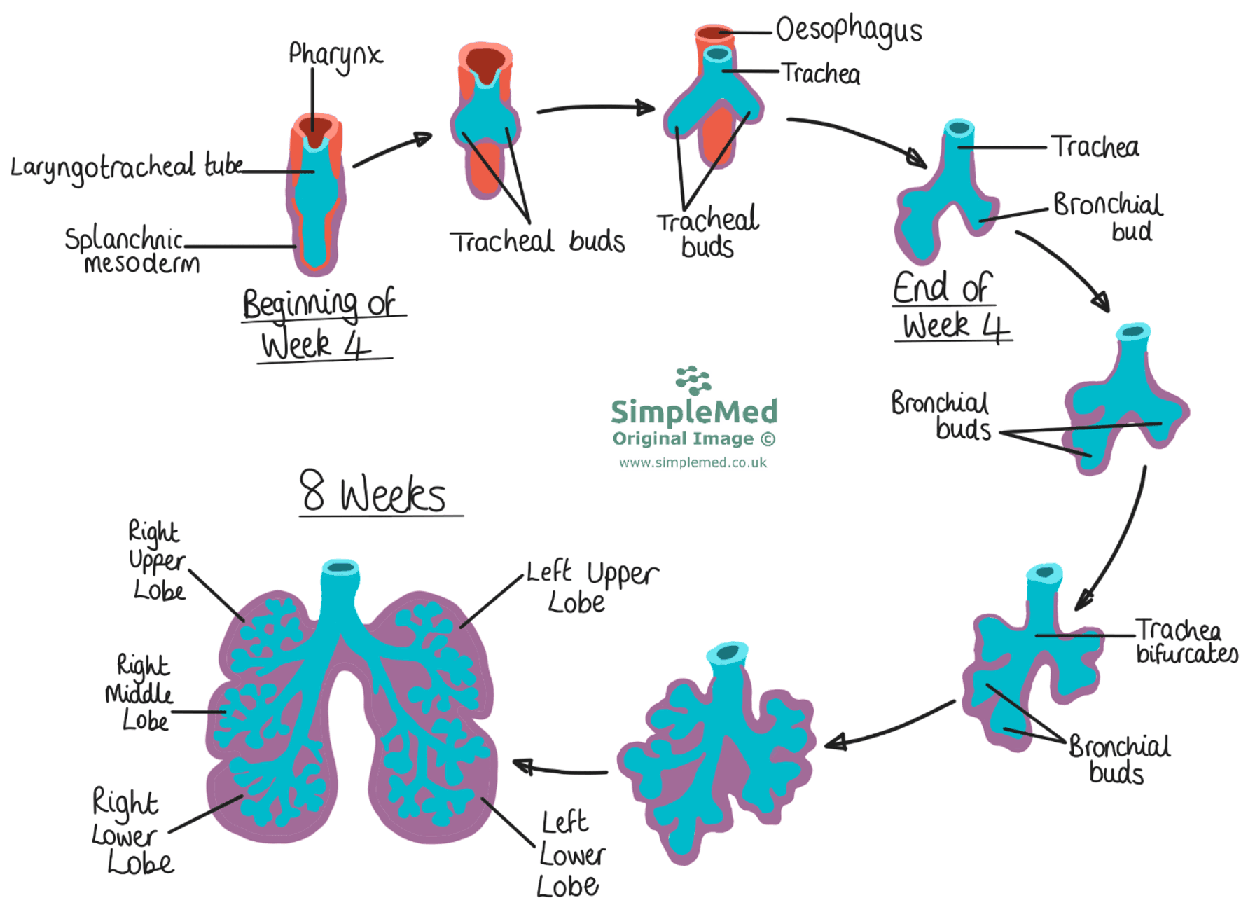 Anatomical Development of the Respiratory Tract SimpleMed Anatomical Development of the Respiratory Tract SimpleMed