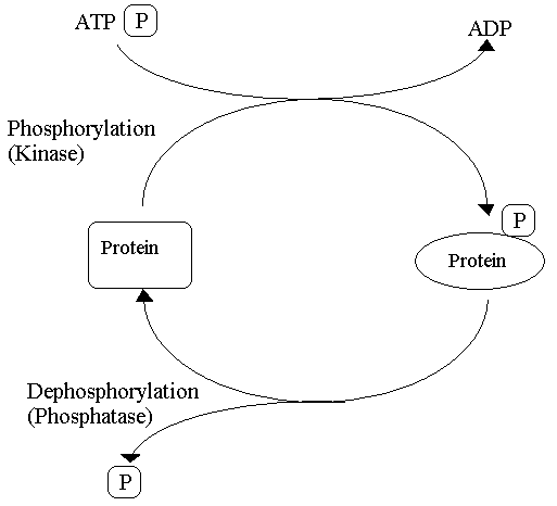 Phosphorylation Reversible Reaction SimpleMed Phosphorylation Reversible Reaction SimpleMed