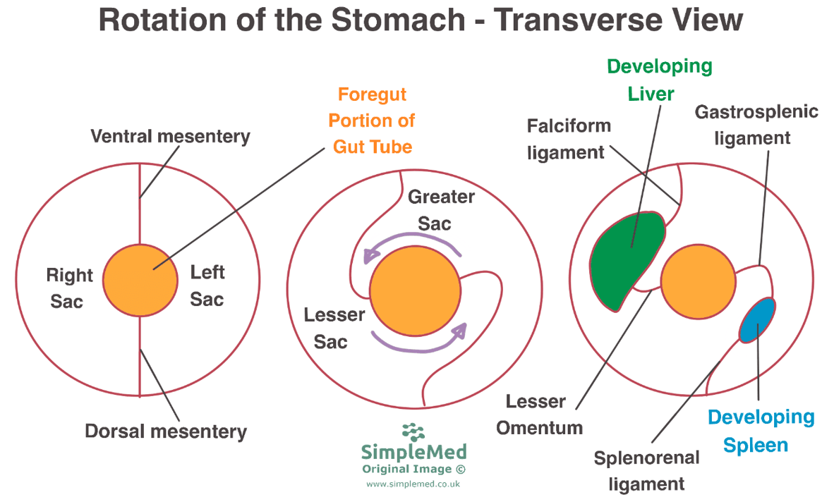 Rotation of the Stomach During Embryonic Development SimpleMed Rotation of the Stomach During Embryonic Development SimpleMed