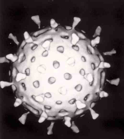 Rotavirus Reaction with Antibody SimpleMed Rotavirus Reaction with Antibody SimpleMed