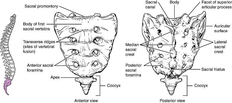 Sacrum and Coccyx Structure SimpleMed Sacrum and Coccyx Structure SimpleMed