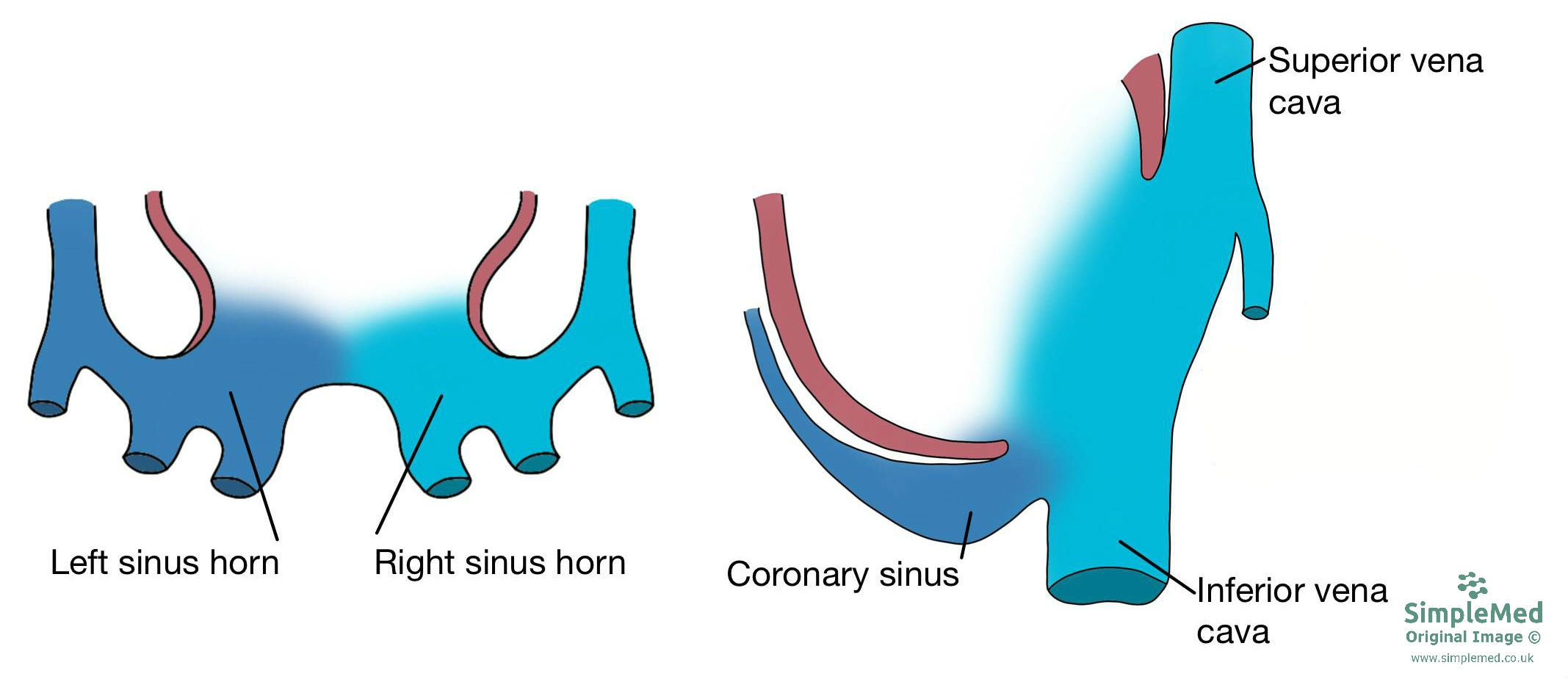 Sinus Horns Embryology SimpleMed Sinus Horns Embryology SimpleMed