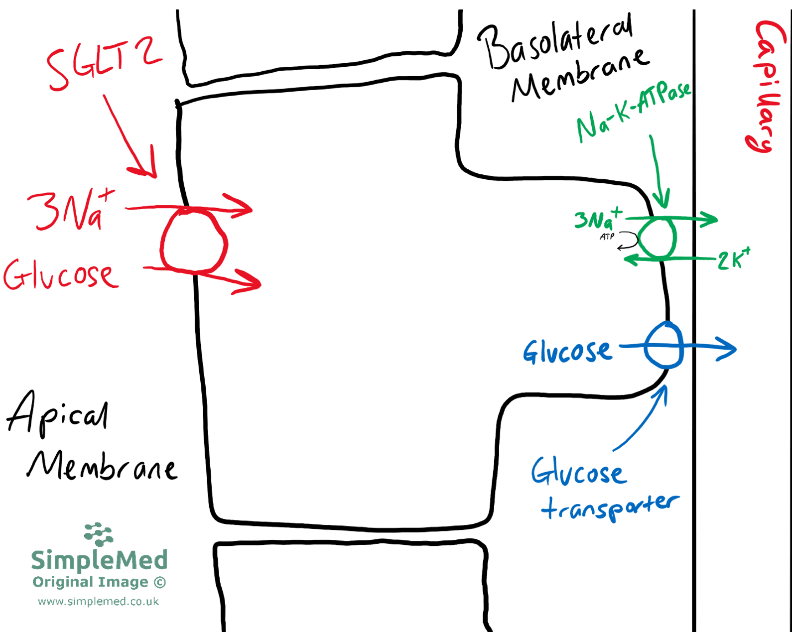 Sodium Transporters in S1 of the Proximal Convoluted Tubule (PCT) SimpleMed Sodium Transporters in S1 of the Proximal Convoluted Tubule (PCT) SimpleMed