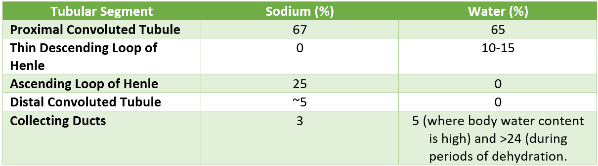 Solute Concentration in the Nephron SimpleMed Solute Concentration in the Nephron SimpleMed