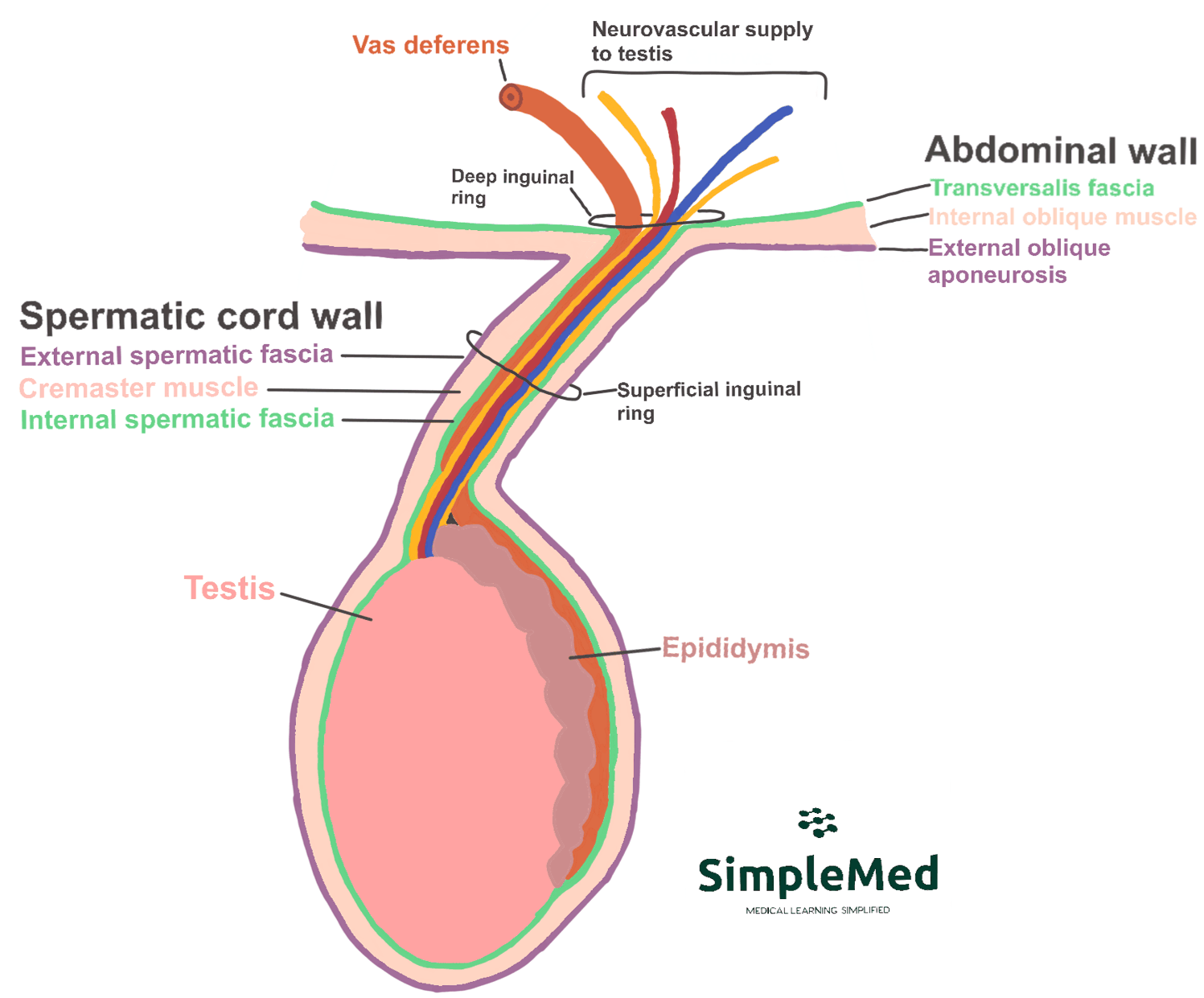 Spermatic Cord Structure SimpleMed Spermatic Cord Structure SimpleMed