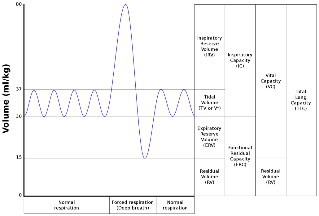 Spirometry and Lung Volumes SimpleMed Spirometry and Lung Volumes SimpleMed