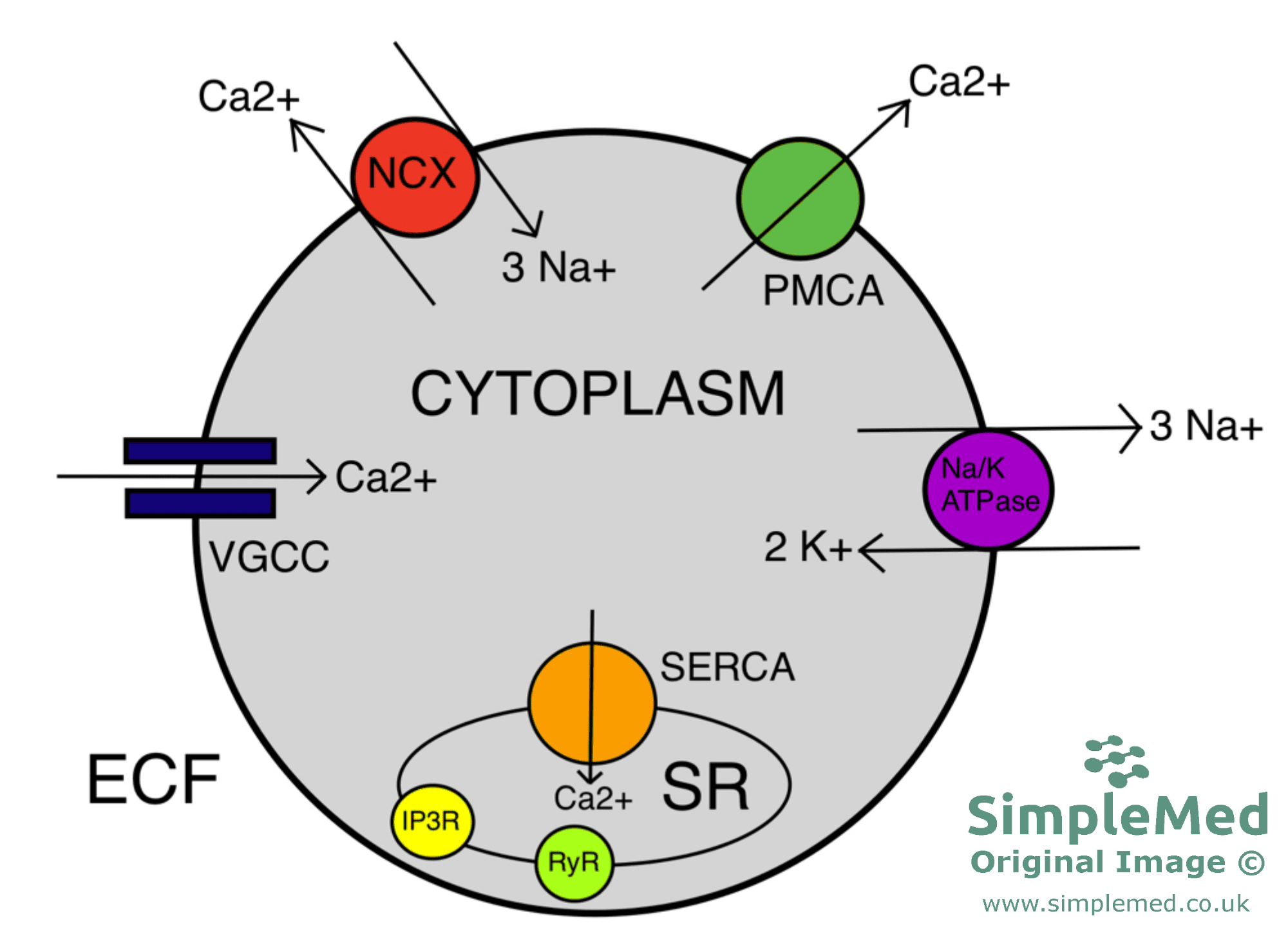 Summary of the Cellular Calcium Ion Regulation SimpleMed Summary of the Cellular Calcium Ion Regulation SimpleMed