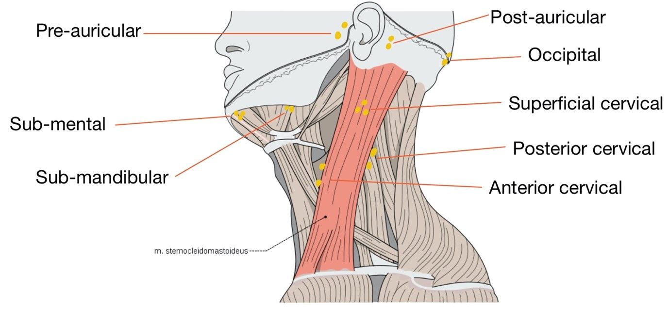 Superficial Neck Lymph Nodes SimpleMed Superficial Neck Lymph Nodes SimpleMed