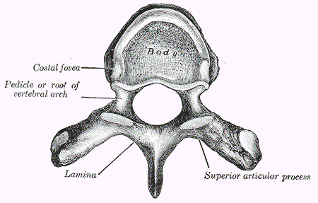 Superior View of Thoracic Vertebrae SimpleMed Superior View of Thoracic Vertebrae SimpleMed