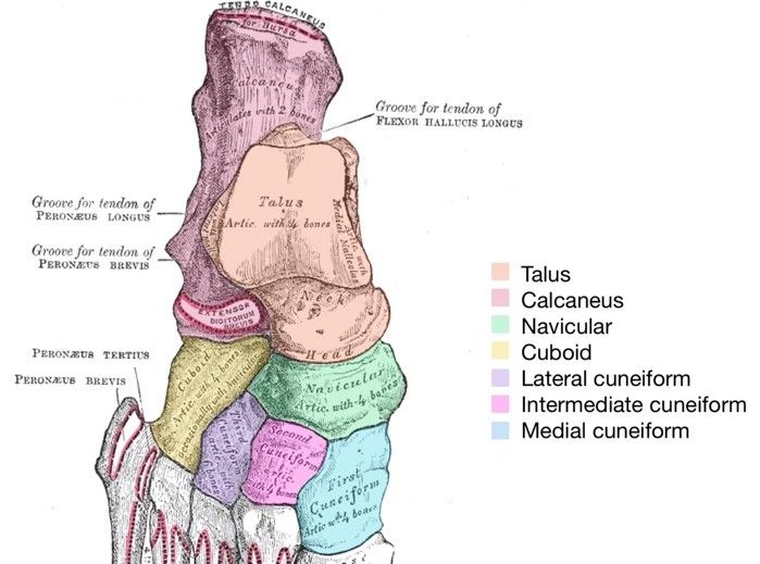 Tarsal Bones SimpleMed Tarsal Bones SimpleMed