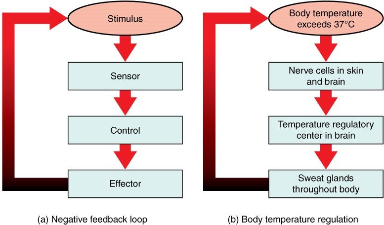 Temperature Negative Feedback Loop SimpleMed Temperature Negative Feedback Loop SimpleMed