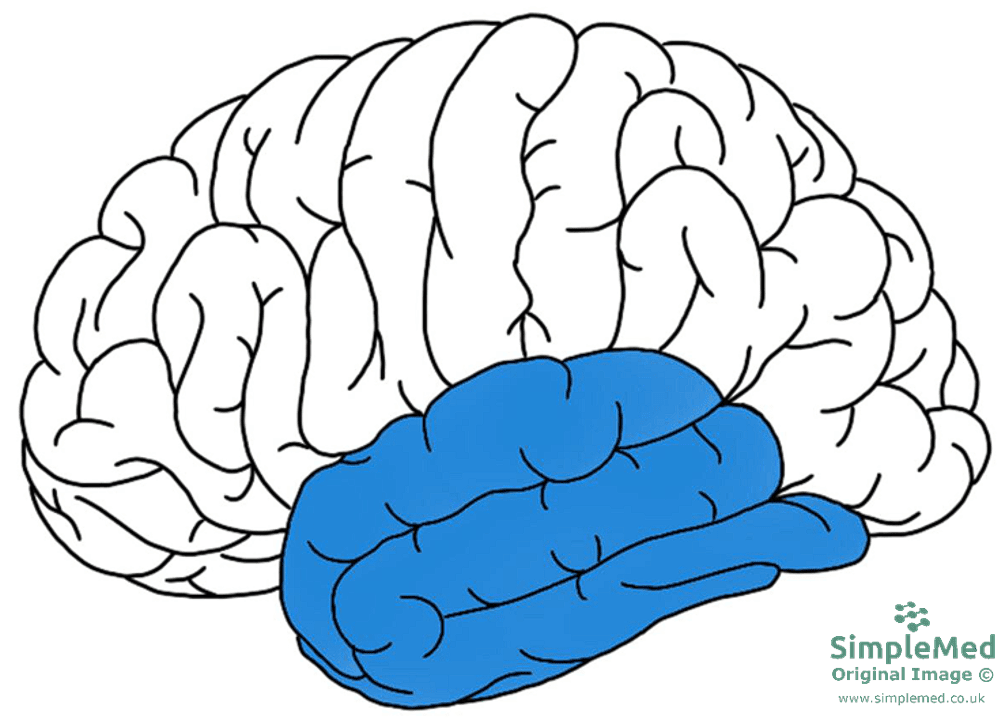 The Temporal Lobe SimpleMed The Temporal Lobe SimpleMed