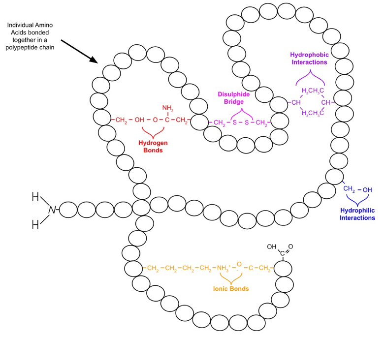 Bonds in Tertiary Structure of a Protein SimpleMed Bonds in Tertiary Structure of a Protein SimpleMed