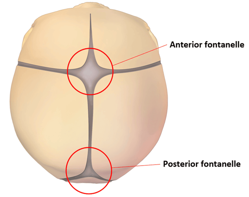 Anterior and Posterior Fontanelles SimpleMed Anterior and Posterior Fontanelles SimpleMed