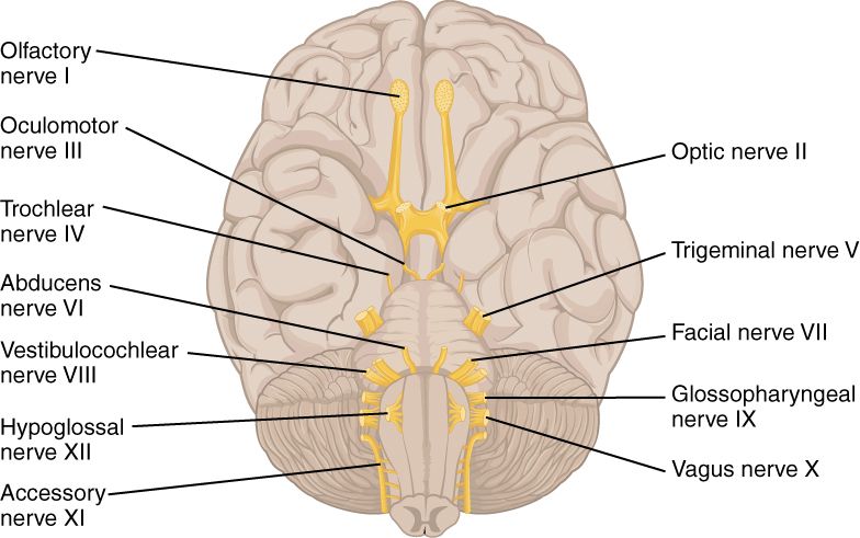 Cranial Nerves Origins SimpleMed Cranial Nerves Origins SimpleMed