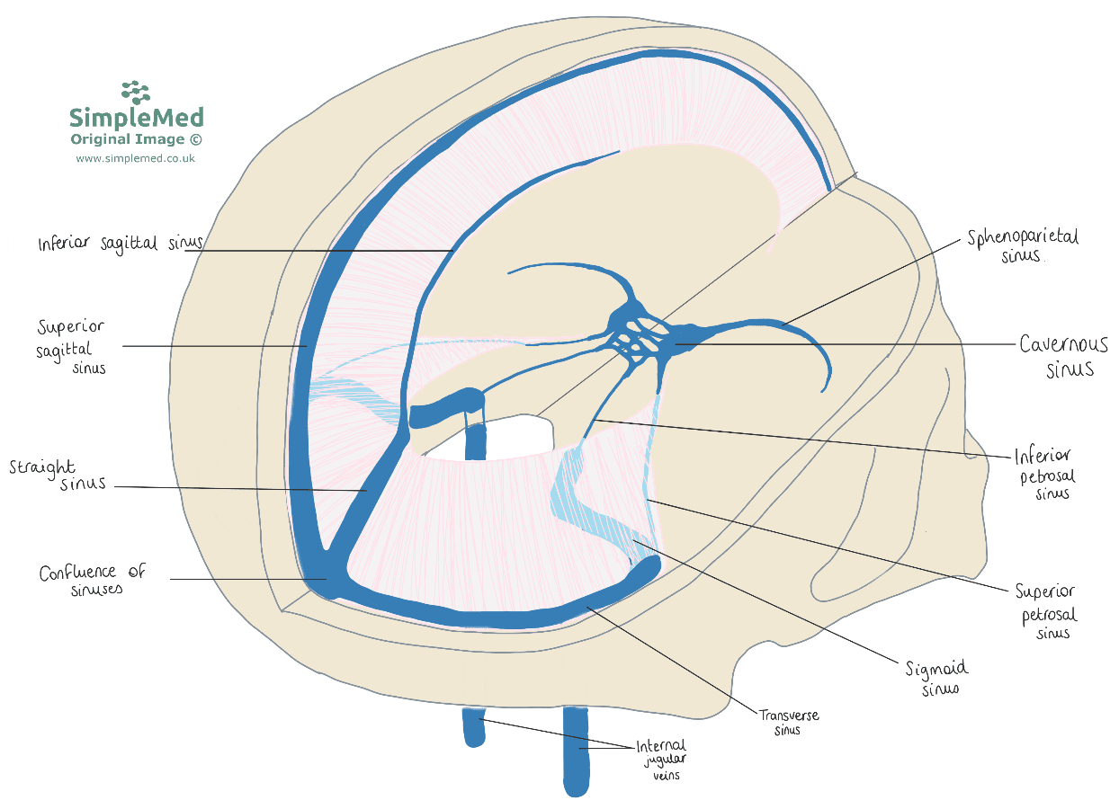 The Dural Venous Sinuses SimpleMed