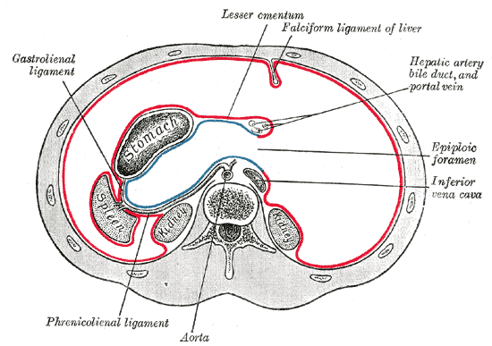 The Greater and Lesser Omenta and Epiploic Foramen SimpleMed The Greater and Lesser Omenta and Epiploic Foramen SimpleMed