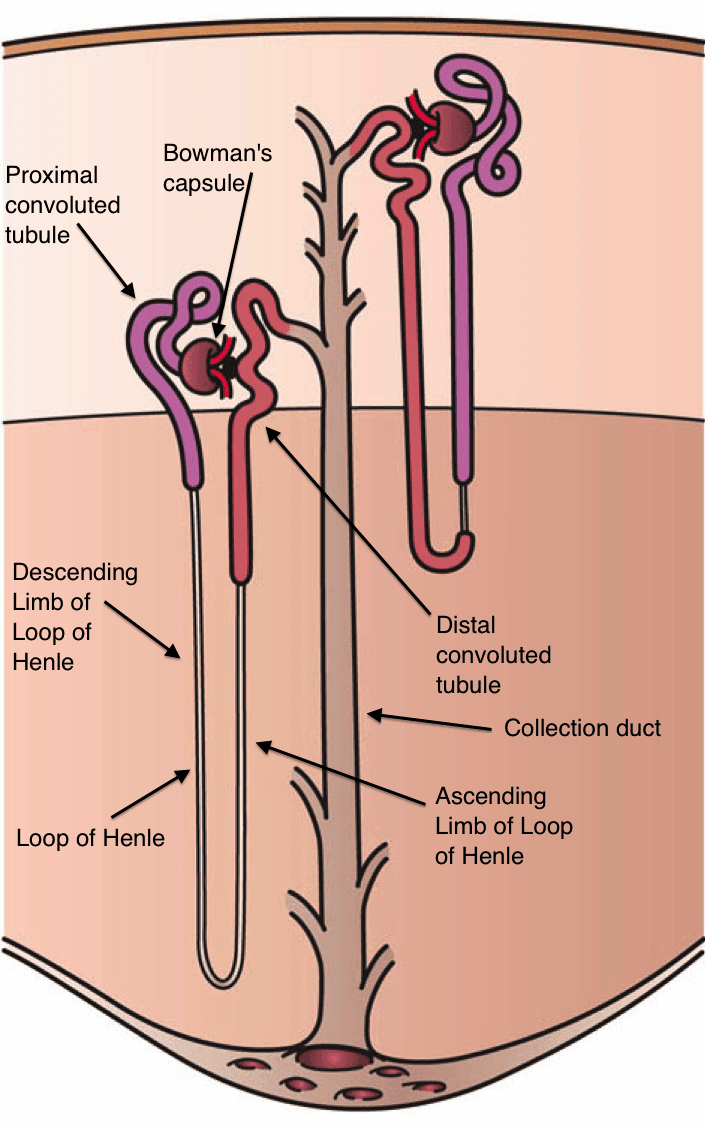 The Kidney Nephron SimpleMed The Kidney Nephron SimpleMed
