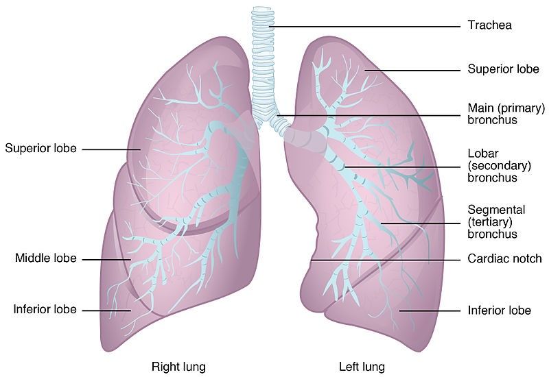 The Lobes and Anatomy of the Lungs SimpleMed The Lobes and Anatomy of the Lungs SimpleMed
