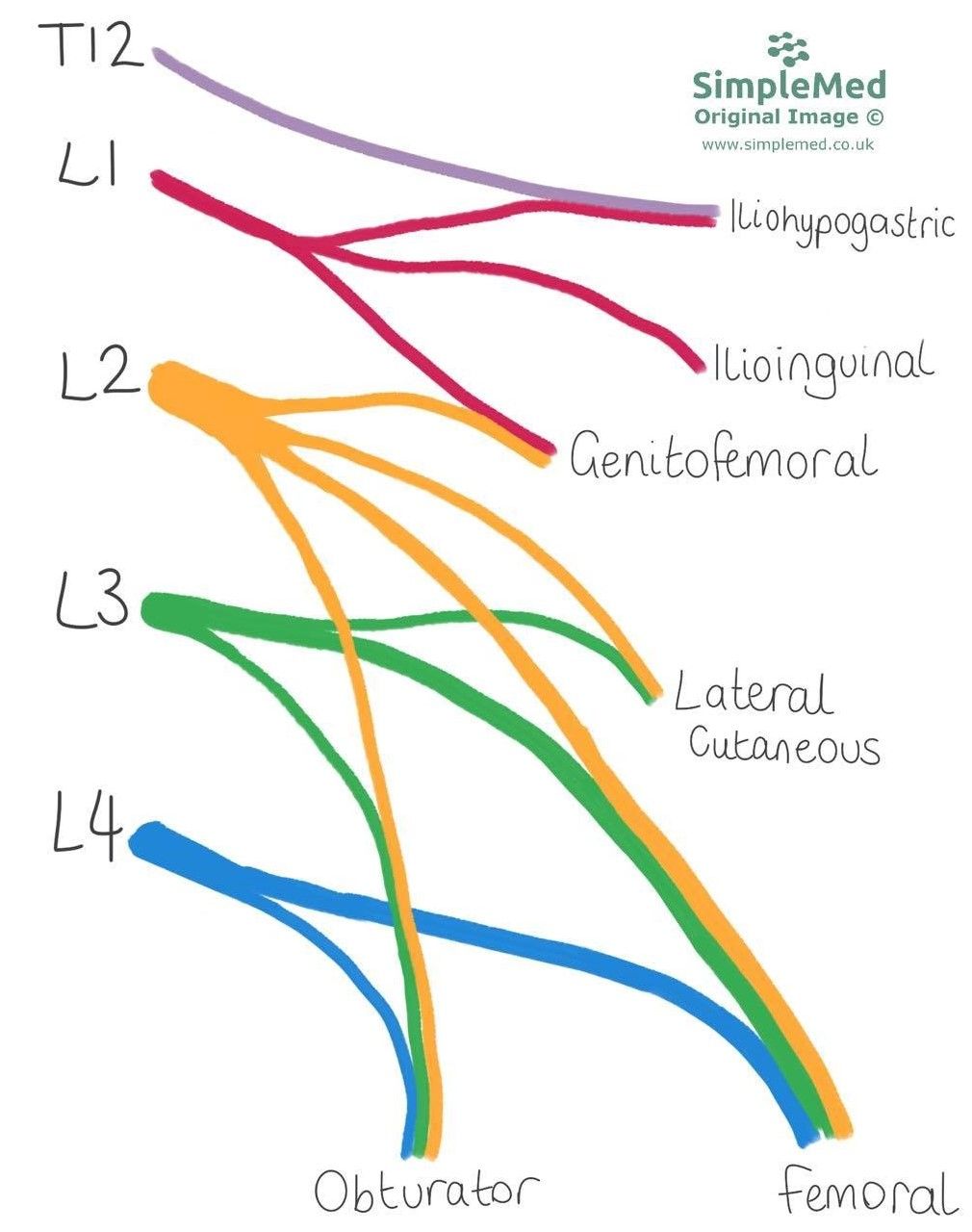 The Lumbar Plexus SimpleMed The Lumbar Plexus SimpleMed