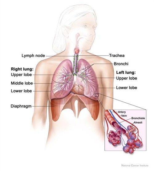 The Lungs and The Diaphragm SimpleMed The Lungs and The Diaphragm SimpleMed