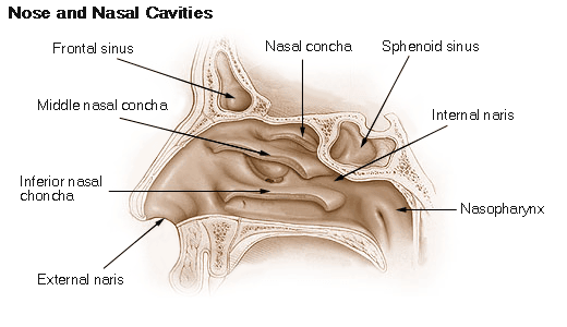 The Nasal Cavity and Conchae SimpleMed The Nasal Cavity and Conchae SimpleMed