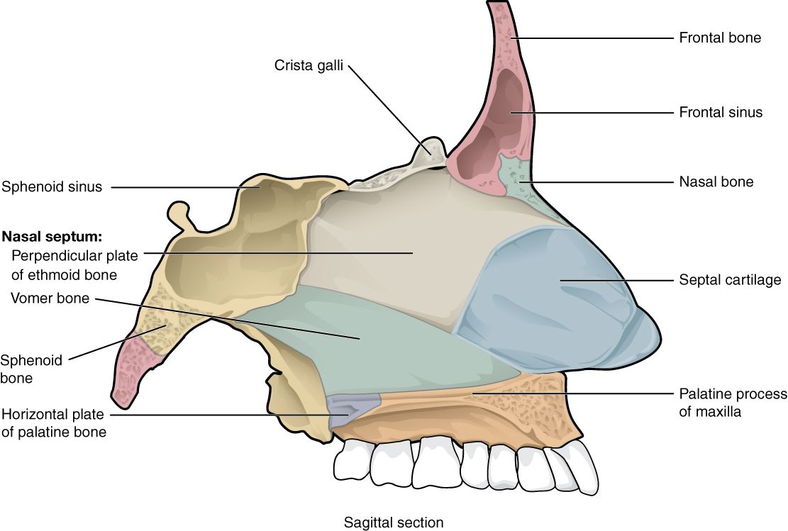 The Nasal Septum SimpleMed The Nasal Septum SimpleMed
