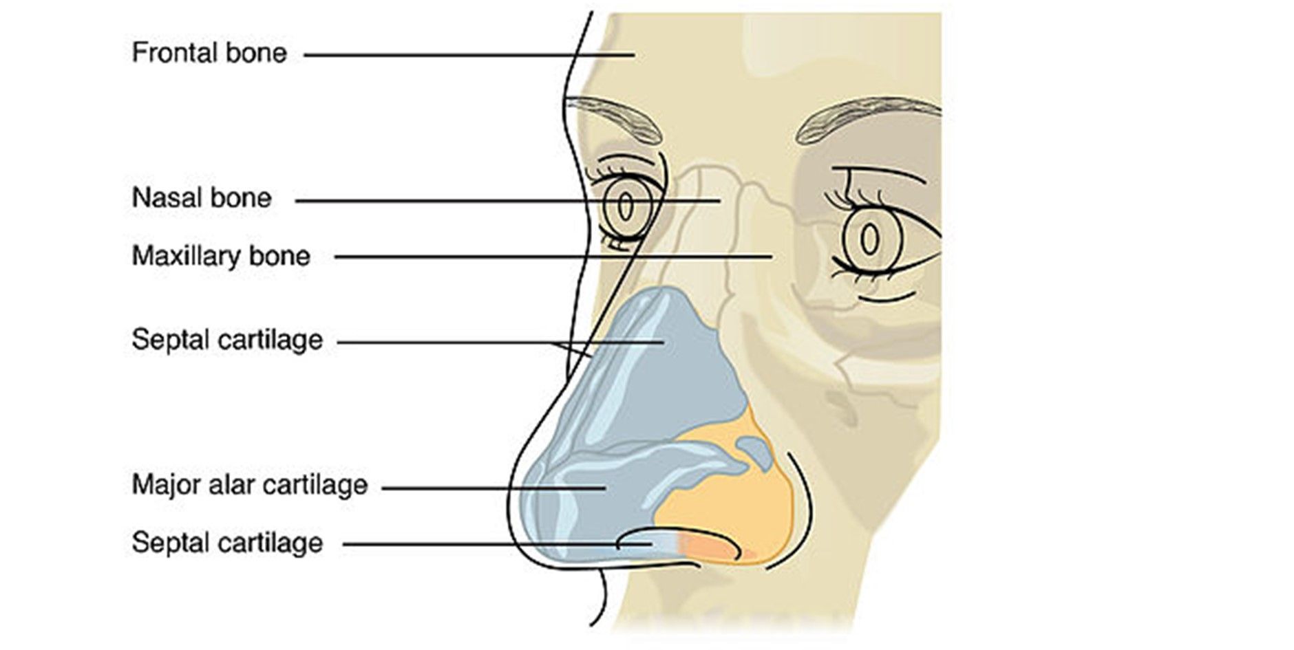 The Nasal Skeleton SimpleMed The Nasal Skeleton SimpleMed