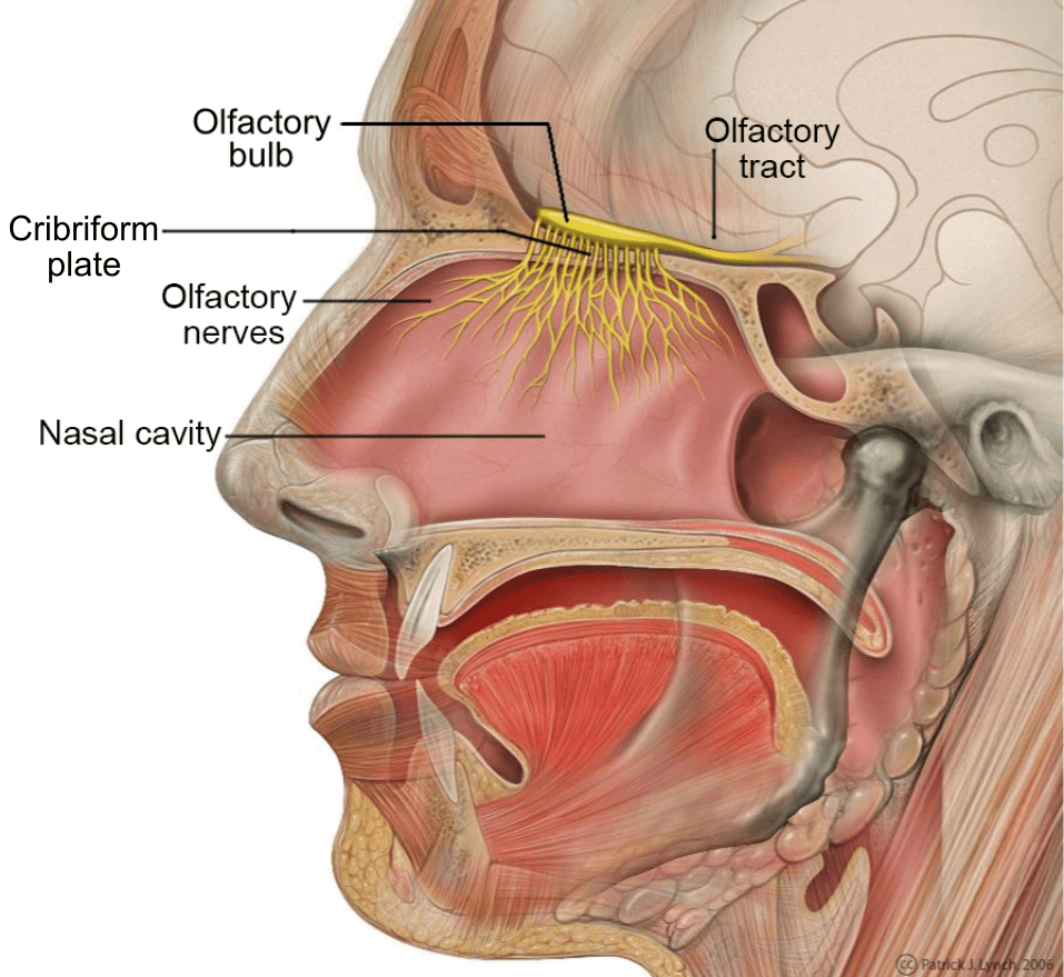 The Olfactory Nerve SimpleMed The Olfactory Nerve SimpleMed