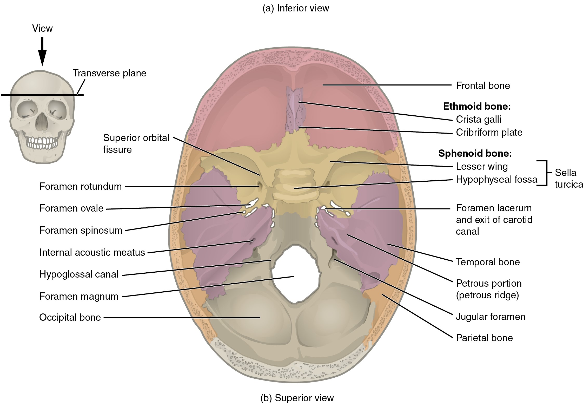 Openings of the Cranial Floor SimpleMed Openings of the Cranial Floor SimpleMed