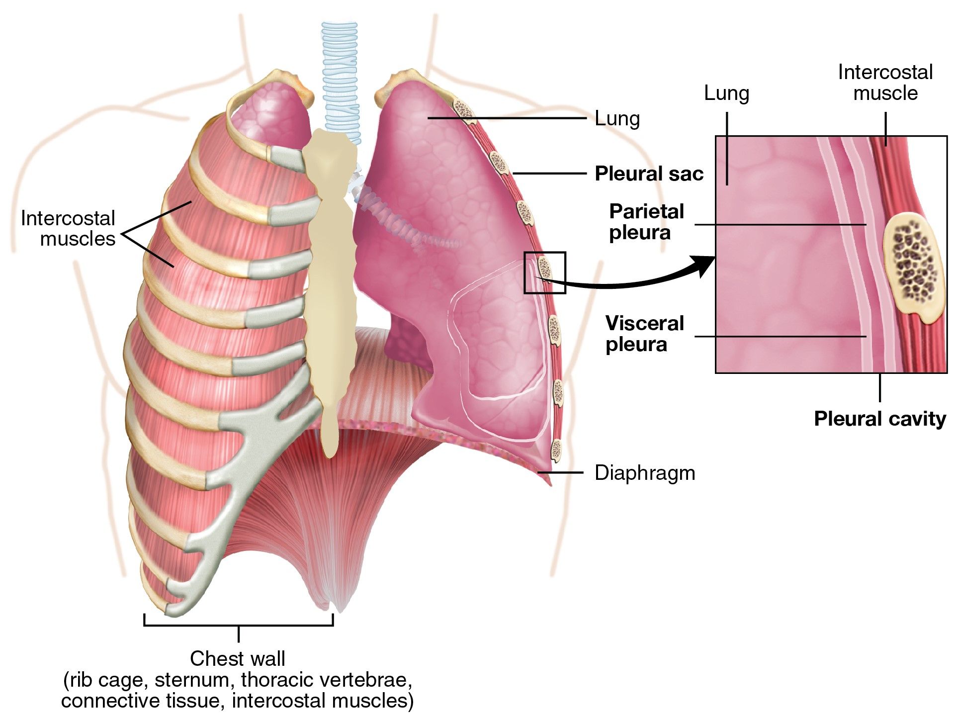 The Pleura SimpleMed The Pleura SimpleMed