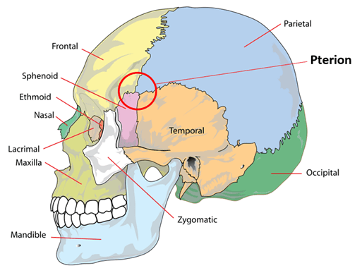 The Pterion SimpleMed The Pterion SimpleMed